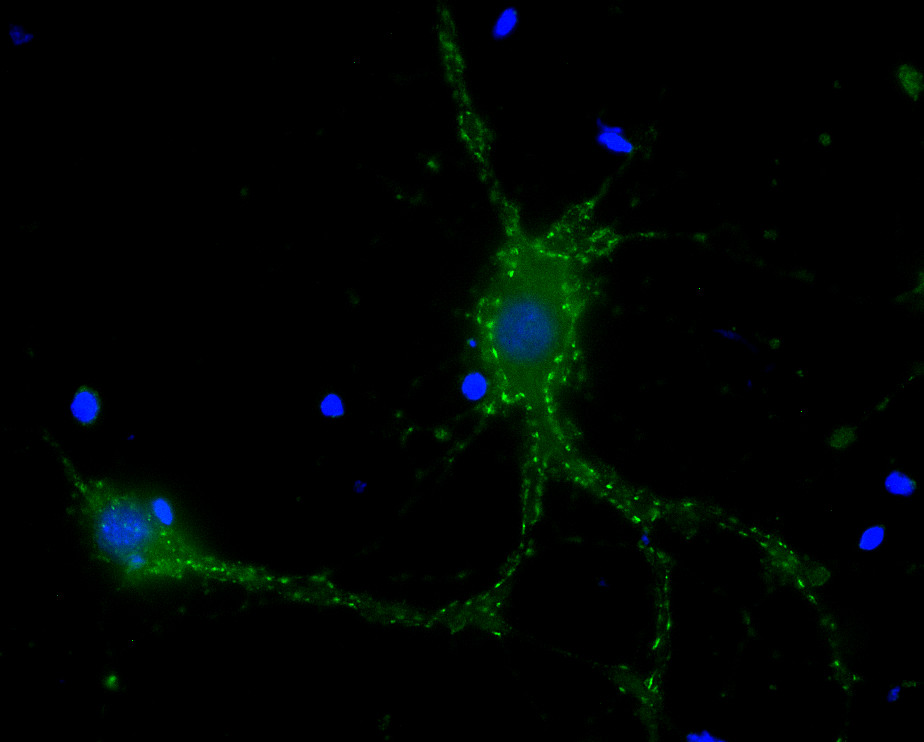 anti-Mouse IgG kappa light chain sdAb Single Domain camelid - image 1