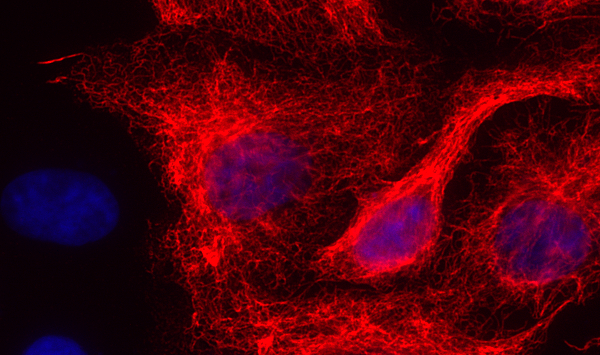 ALFA Recombinant mouse - image 2