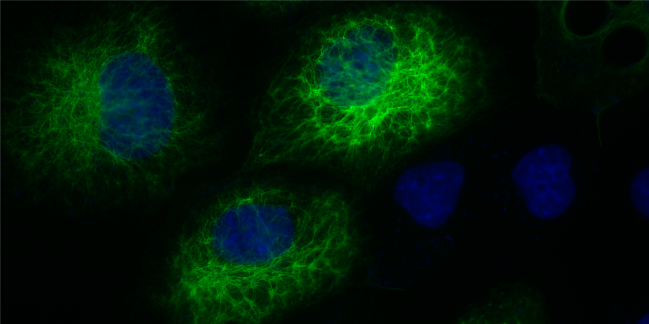 ALFA Recombinant rabbit - image 2