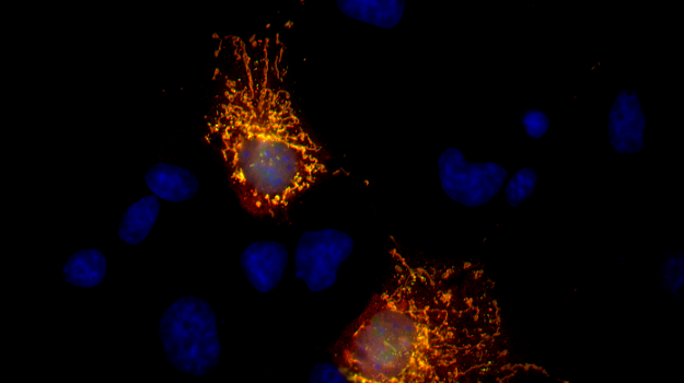 ALFA Recombinant Guinea pig - image 2