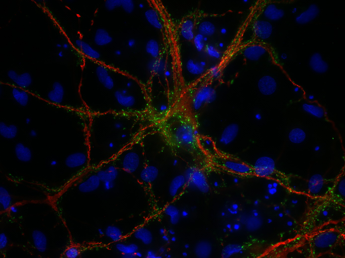 VGluT1 sdAb Single Domain camelid - image 1
