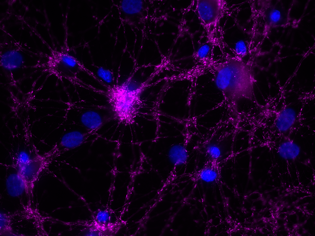 Synaptotagmin1 sdAb Single Domain camelid - image 1