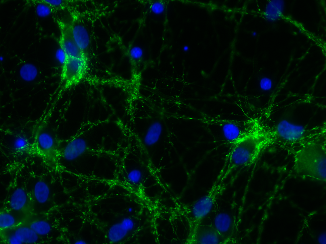 Synaptotagmin1 sdAb Single Domain camelid - image 1
