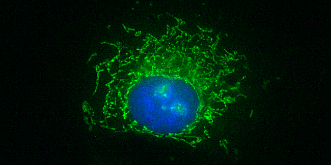anti-Rabbit IgG sdAb Single Domain camelid - image 1