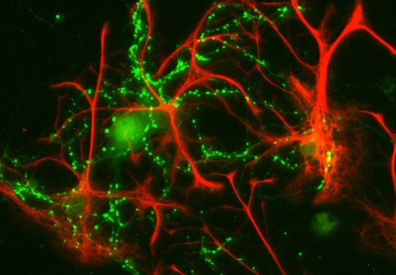 2025 お歳暮【公式】 - 人気ブランド Synaptic Systems - GFAP ぬいぐるみ