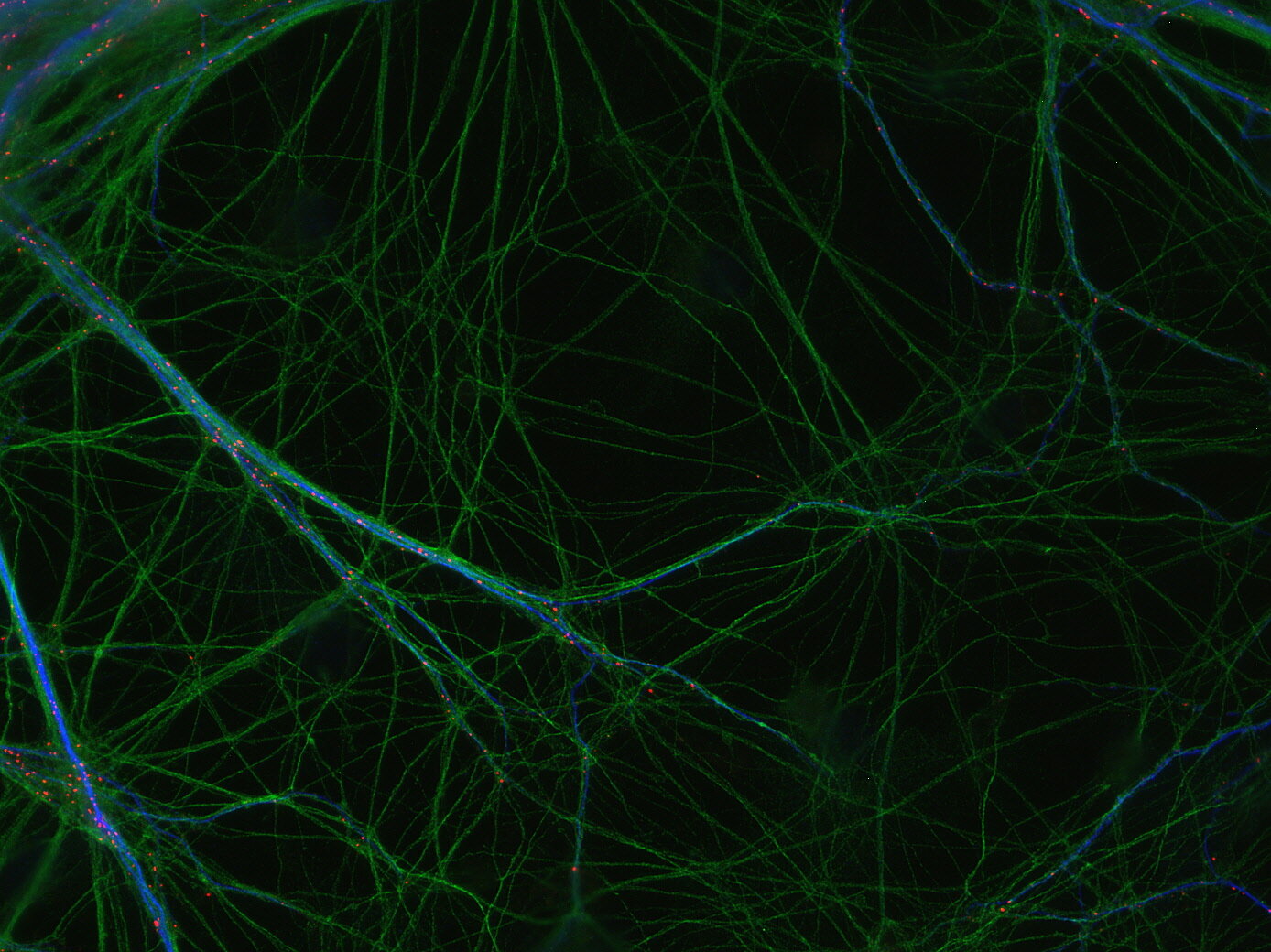 ma5ページ Anti-5-Methylcytosine Monoclonal Antibody (Clone 7D21)
