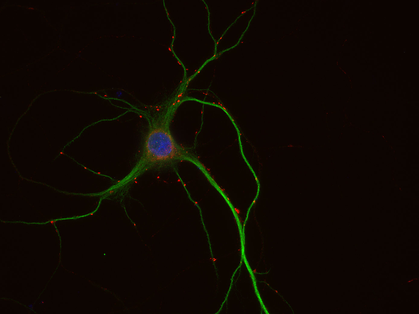 Synaptic Systems - VGLUT2
