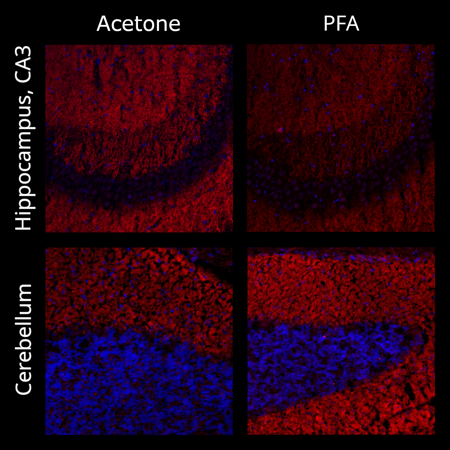 Shank2, Polyclonal rabbit antiserum