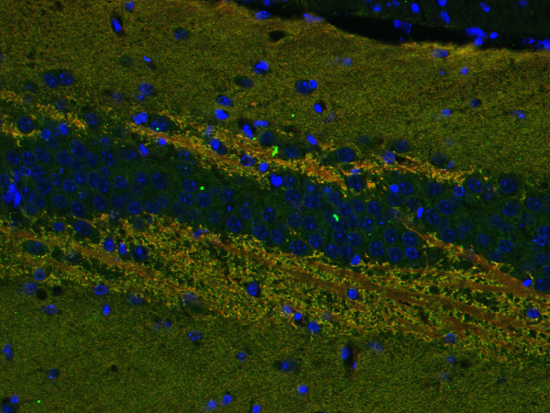 Synaptophysin1 Polyclonal rabbit antiserum - image 5