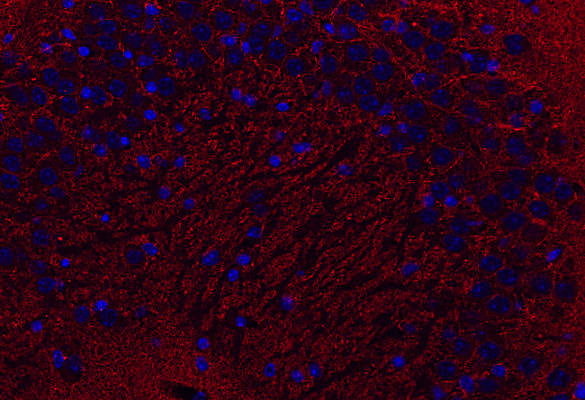 Synaptogyrin1 Polyclonal rabbit antiserum - image 4