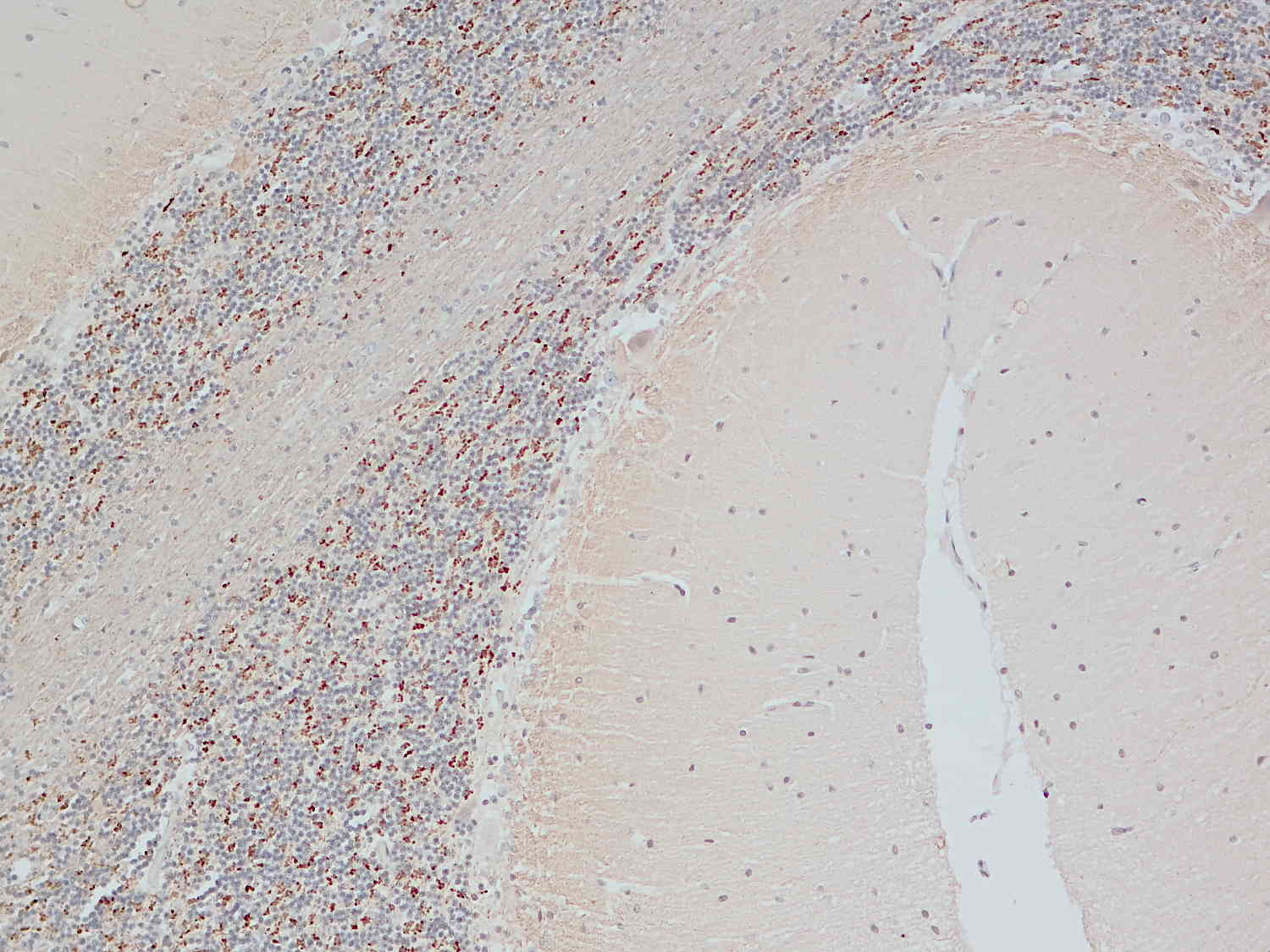 Synaptobrevin1, Polyclonal rabbit antiserum