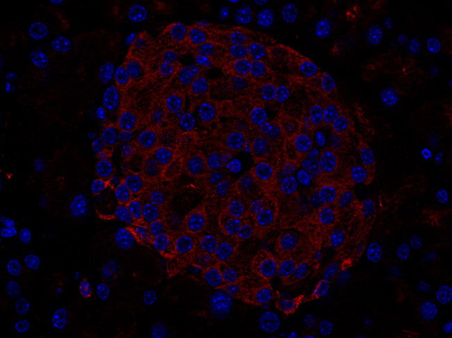 Endobrevin, Polyclonal rabbit antiserum