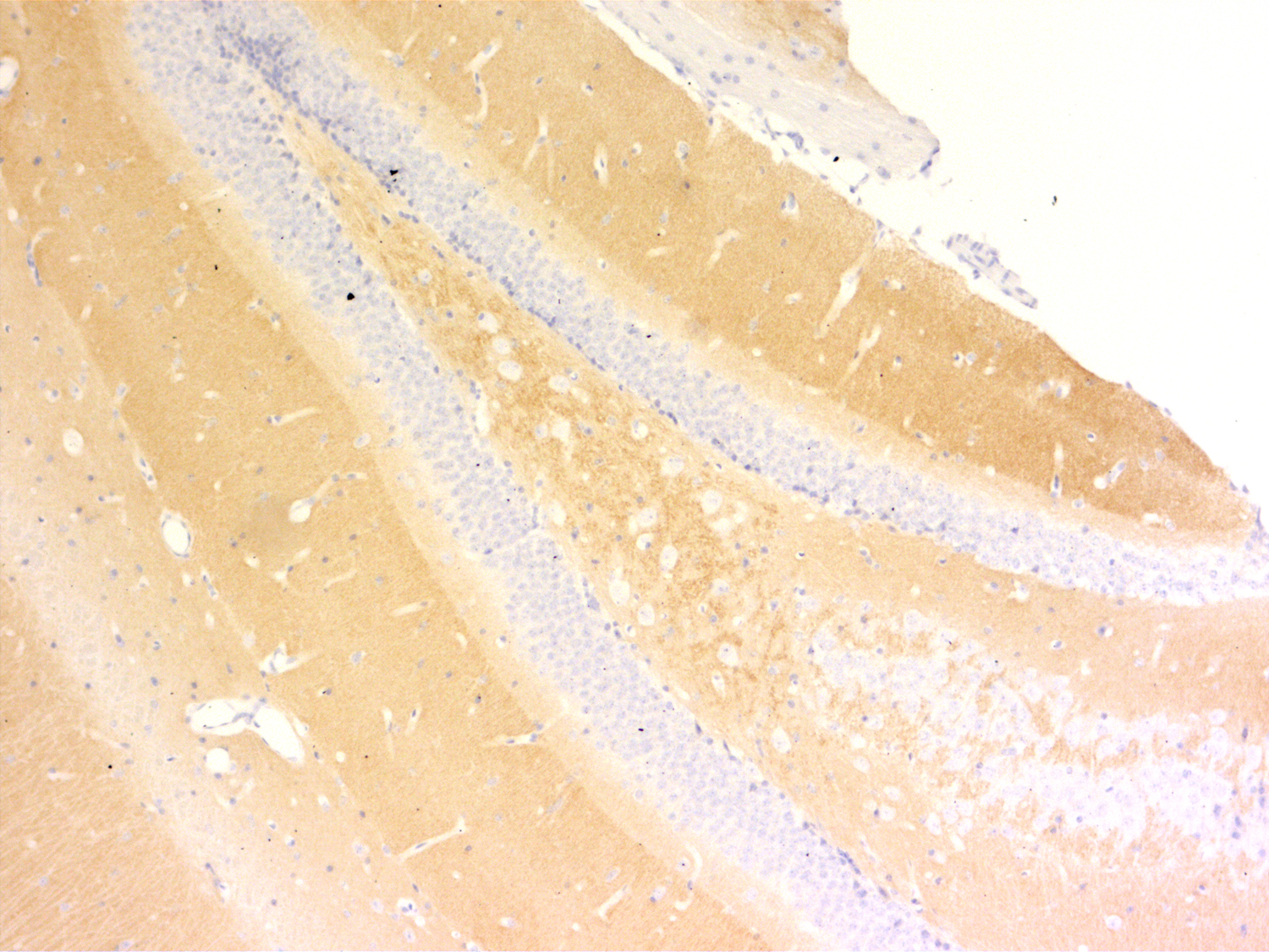 Synaptotagmin1 Recombinant rabbit - image 5