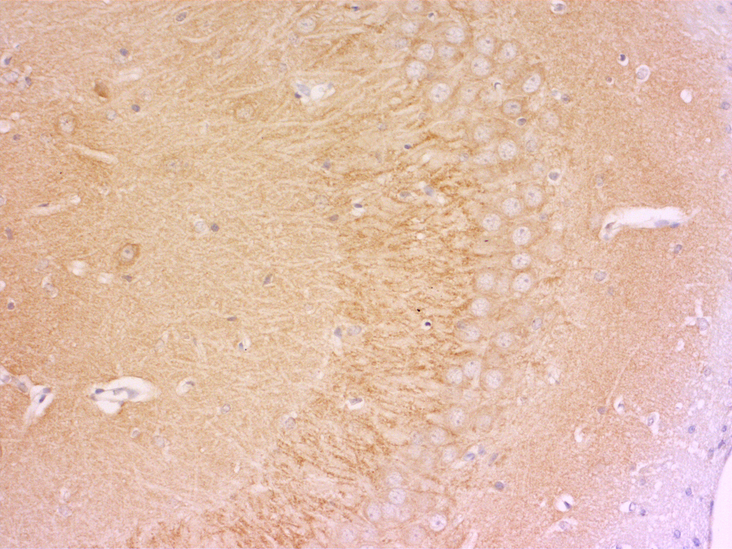 Synaptotagmin1 Recombinant Guinea pig - image 5