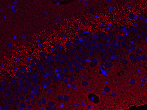 Synapsin1 Polyclonal Guinea pig antiserum - image 5
