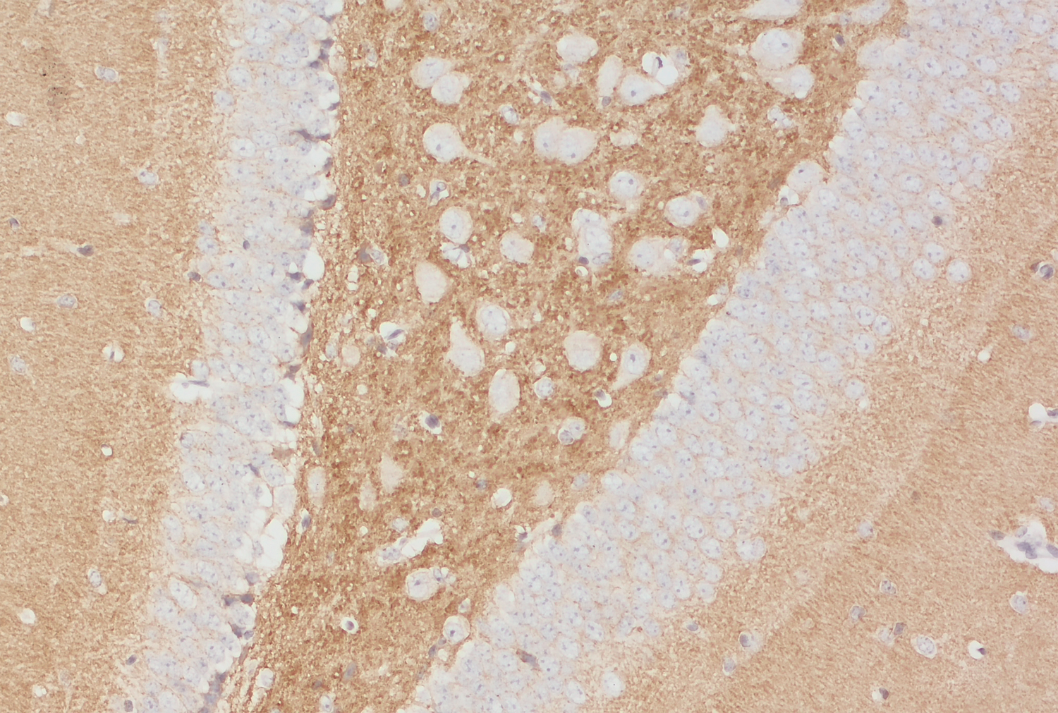 Synapsin1 Recombinant Guinea pig - image 5