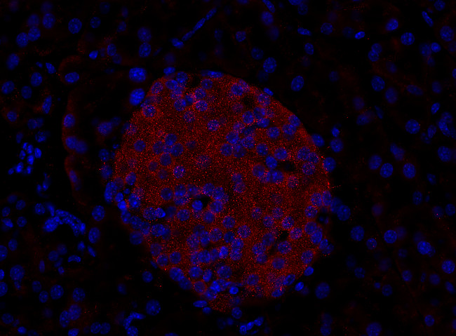 Rab3d Polyclonal rabbit purified antibody - image 2