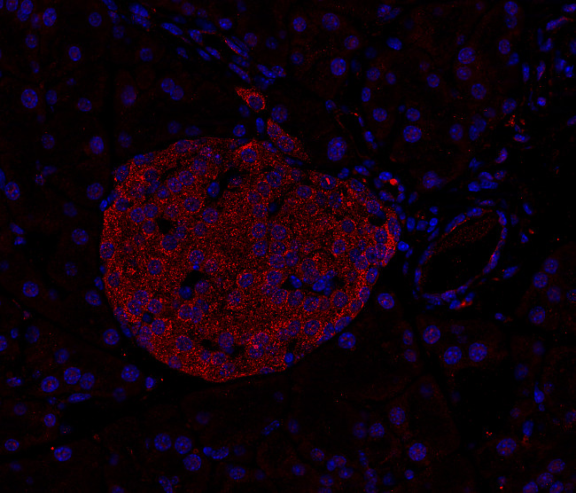 Syntaxin7 Polyclonal rabbit antiserum - image 3