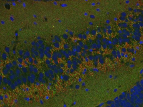 Syntaxin1A Monoclonal mouse purified IgG - image 4