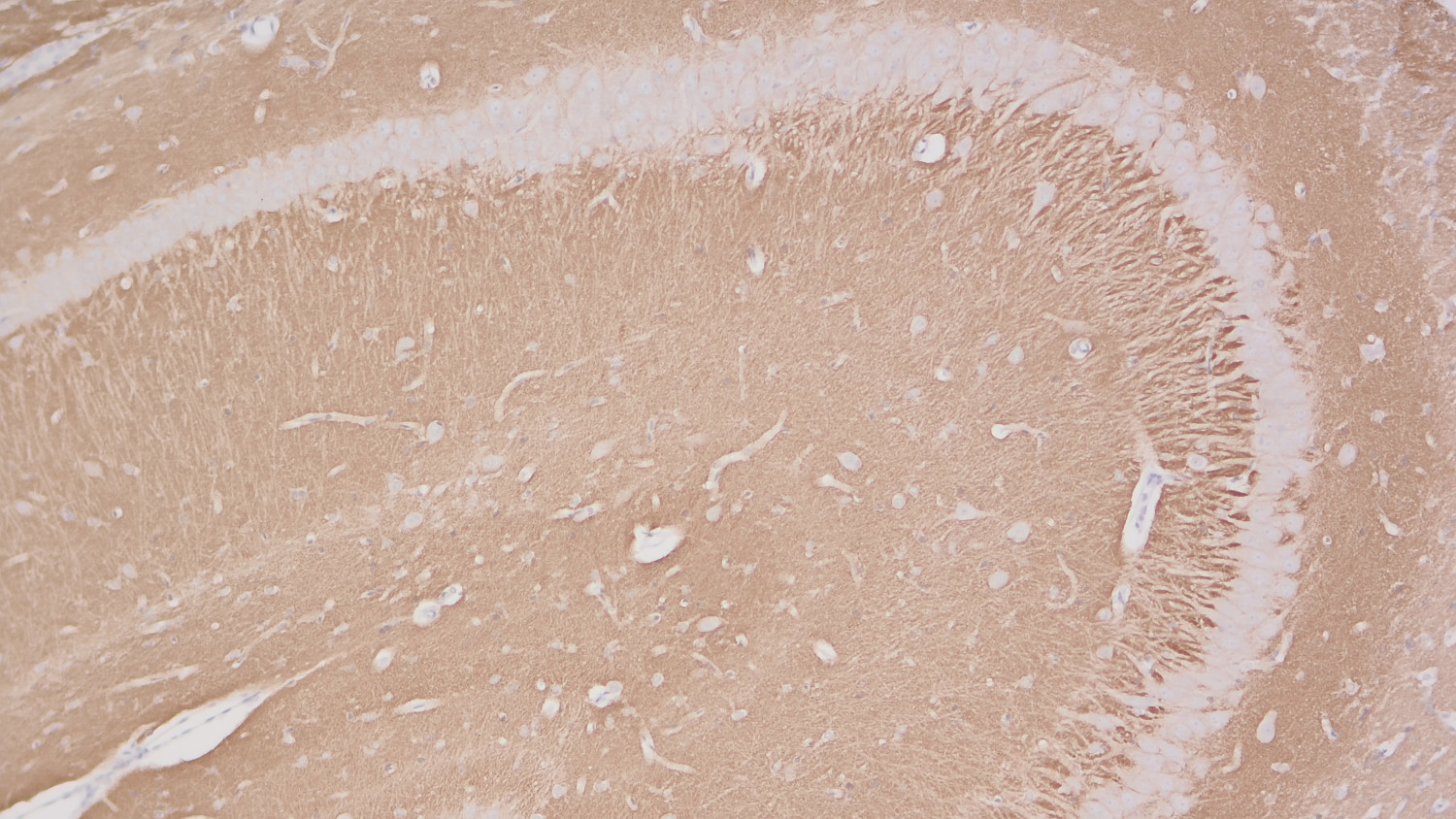 Syntaxin1A Recombinant rabbit - image 4