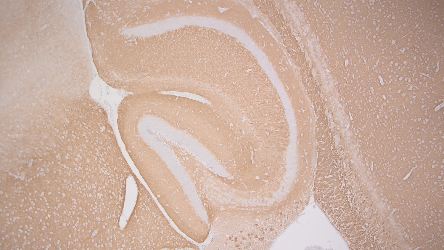 Syntaxin1A Recombinant rabbit - image 5
