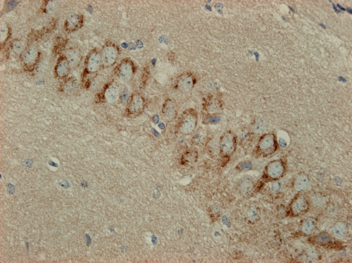 Syntaxin16 Polyclonal rabbit antiserum - image 3