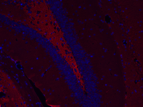 Syntaxin1B Polyclonal rabbit purified antibody - image 4