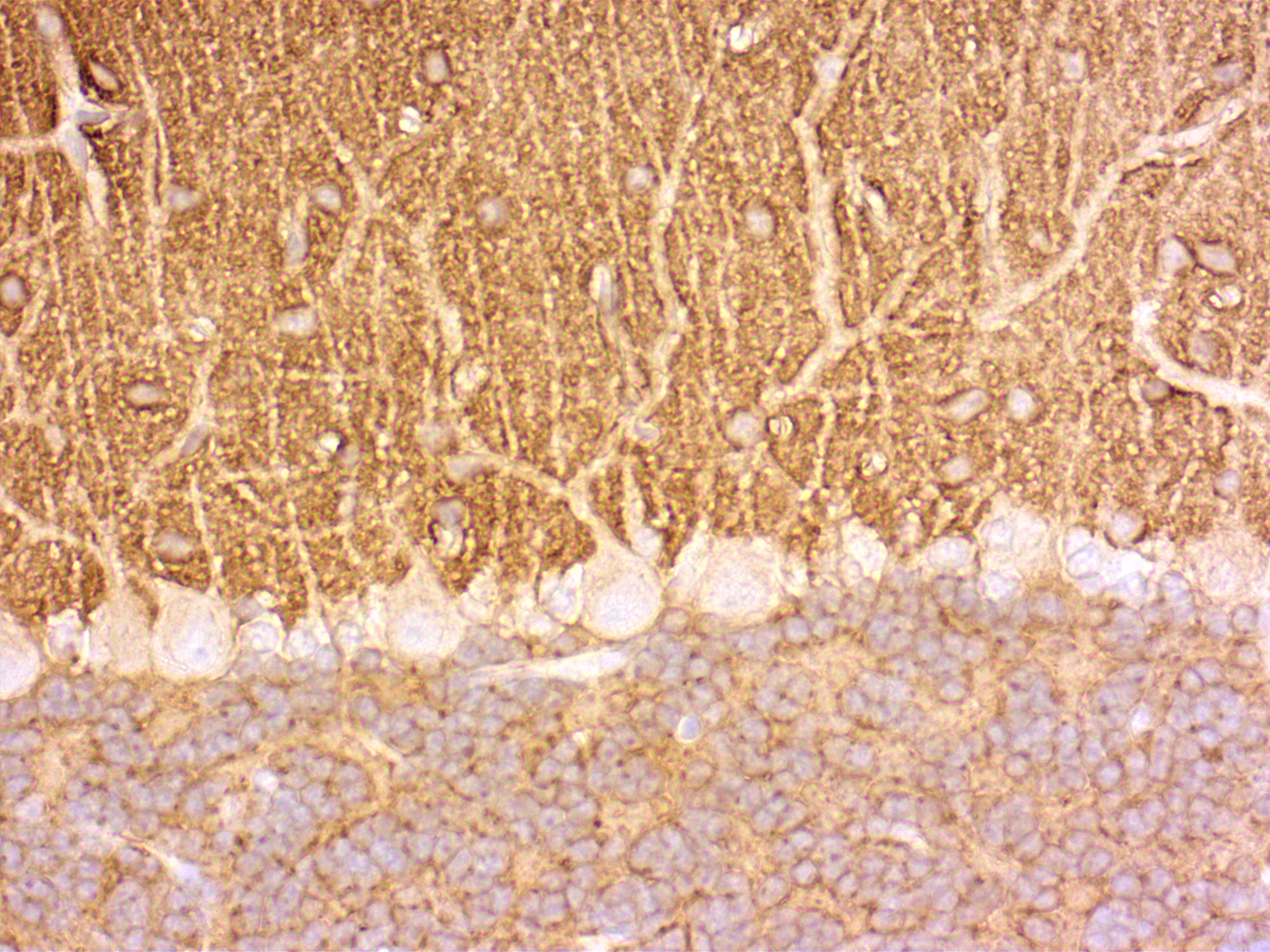 SNAP25 Recombinant rabbit - image 5