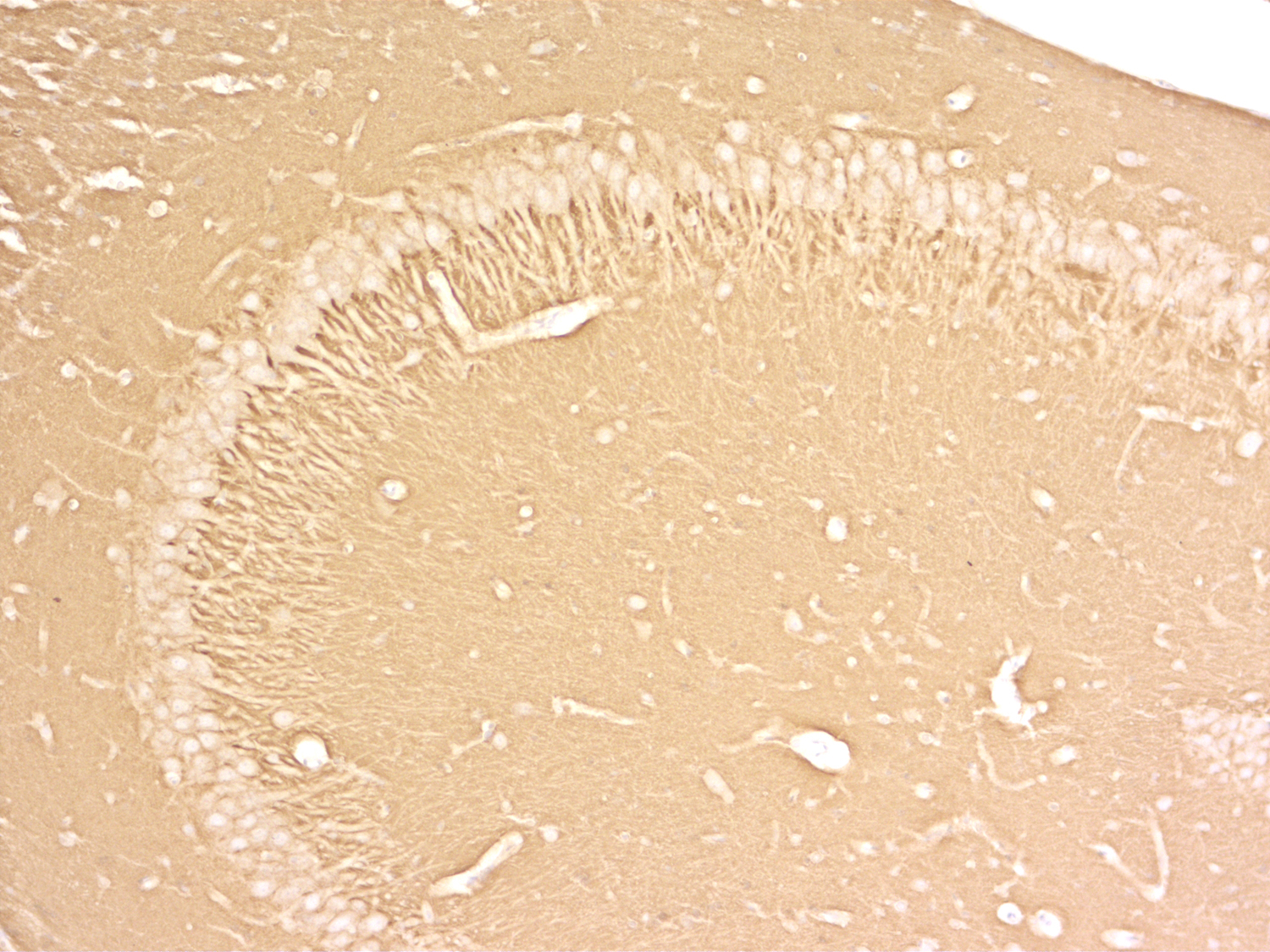 SNAP25 Recombinant Guinea pig - image 3