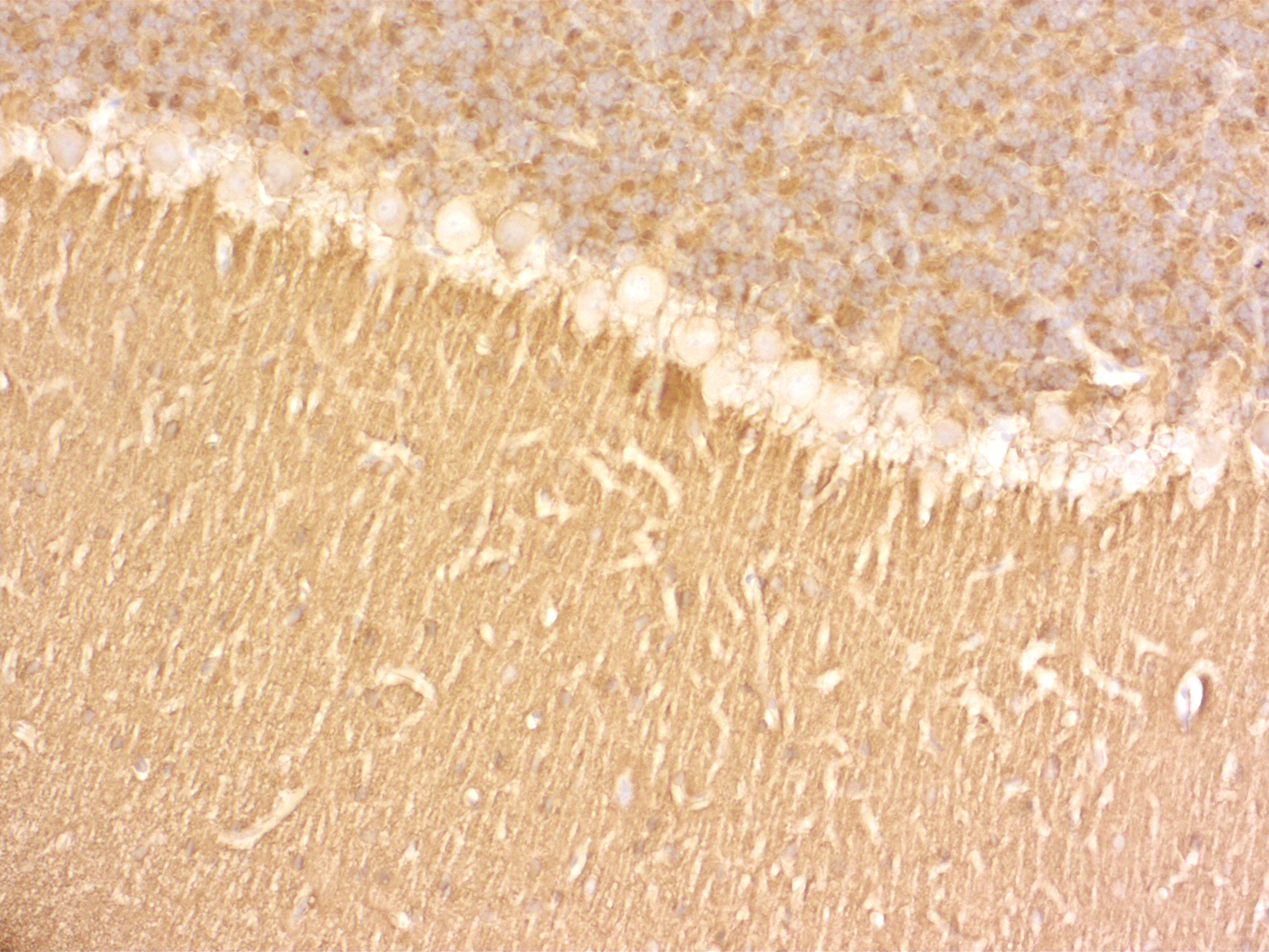 SNAP25 Recombinant Guinea pig - image 4