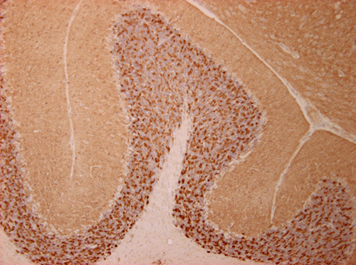 Clathrin light chain Monoclonal mouse purified IgG - image 4