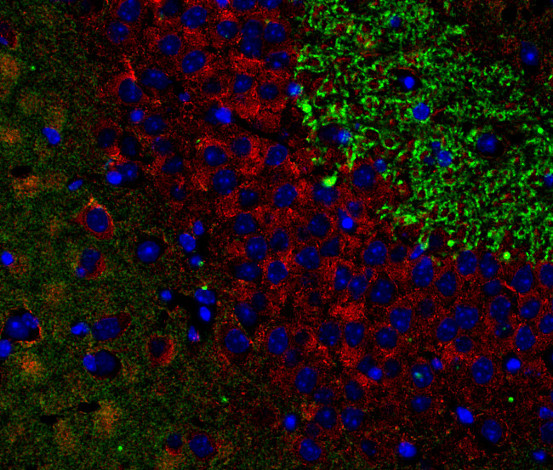 Dynamin1/2/3 Polyclonal rabbit purified antibody - image 4
