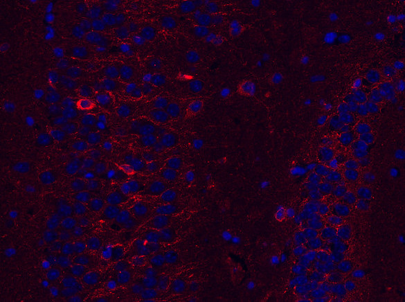 Dynamin3, Polyclonal rabbit antiserum