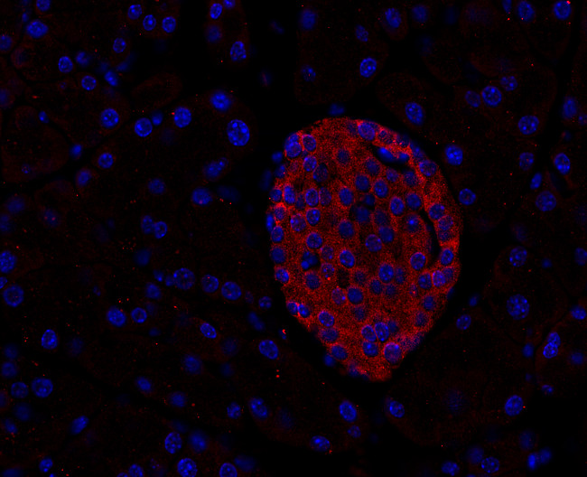 Complexin1/2 Polyclonal rabbit antiserum - image 4
