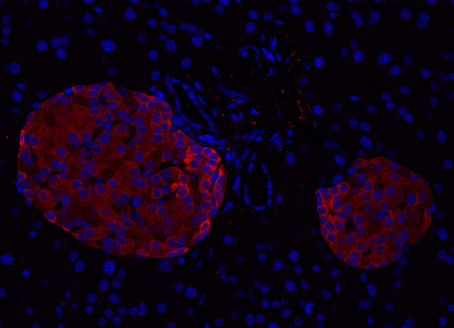 Complexin1/2 Polyclonal Guinea pig antiserum - image 5