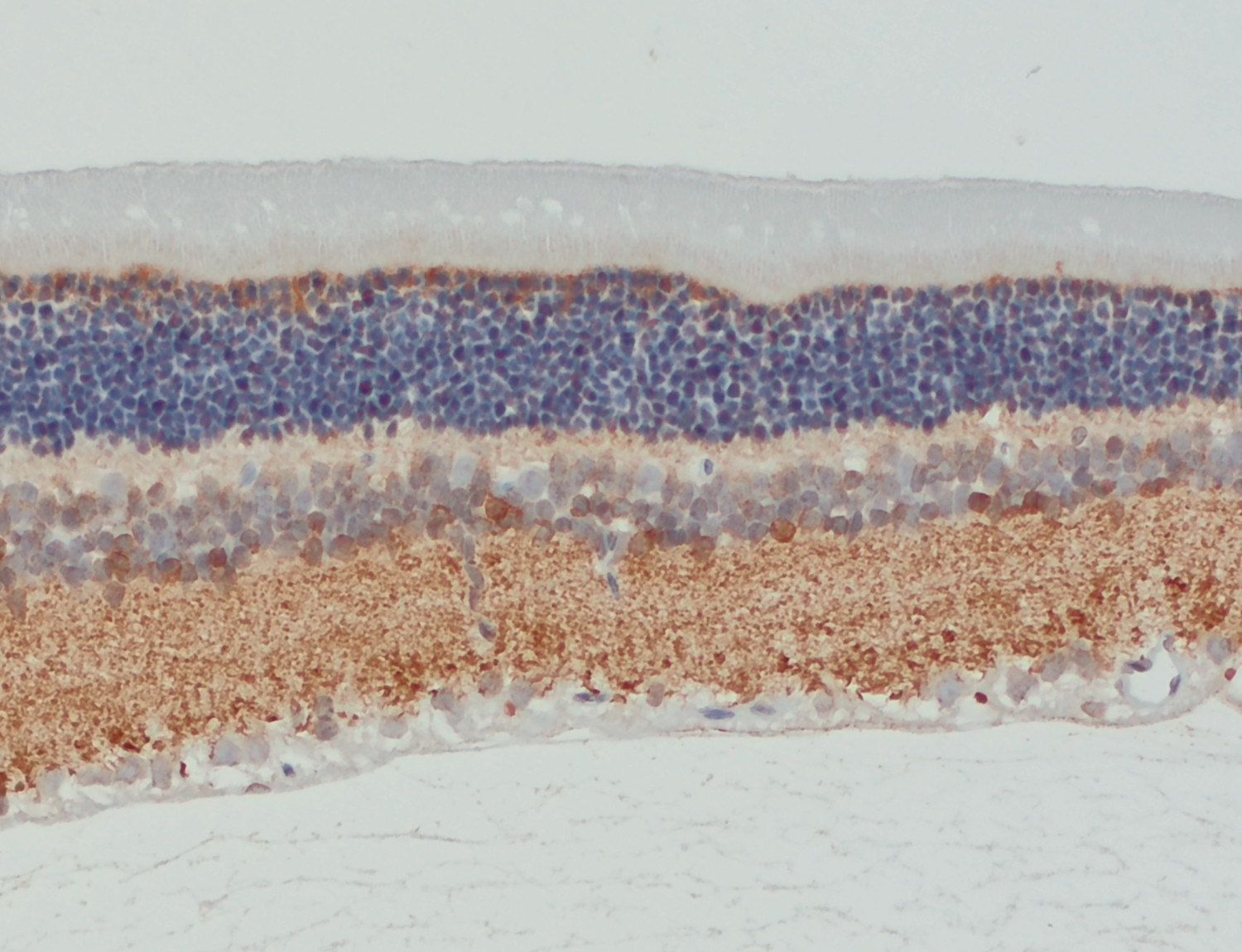Complexin3, Polyclonal rabbit antiserum