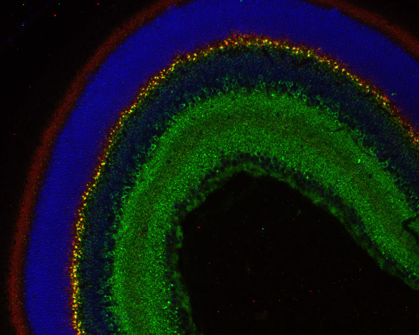 Complexin3, Polyclonal rabbit antiserum