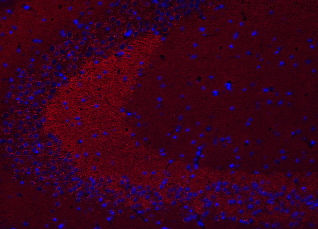 NSF Polyclonal Guinea pig antiserum - image 4