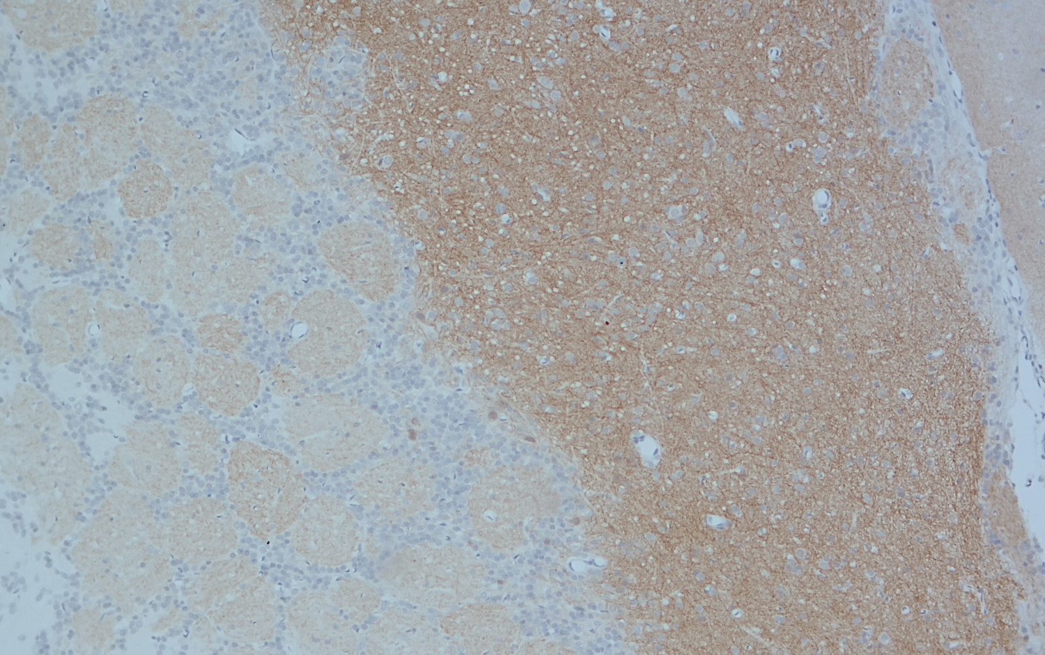 Neuroligin2 Recombinant rabbit - image 5