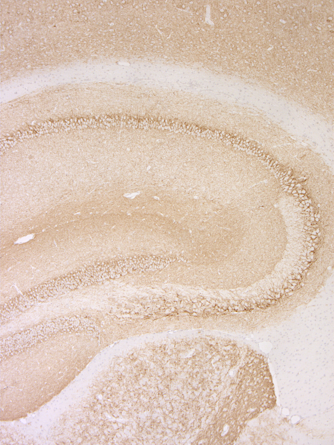 VGAT, Polyclonal rabbit antiserum