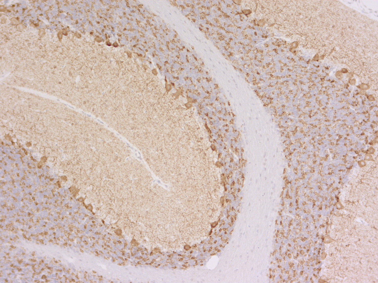 VGAT, Polyclonal rabbit antiserum