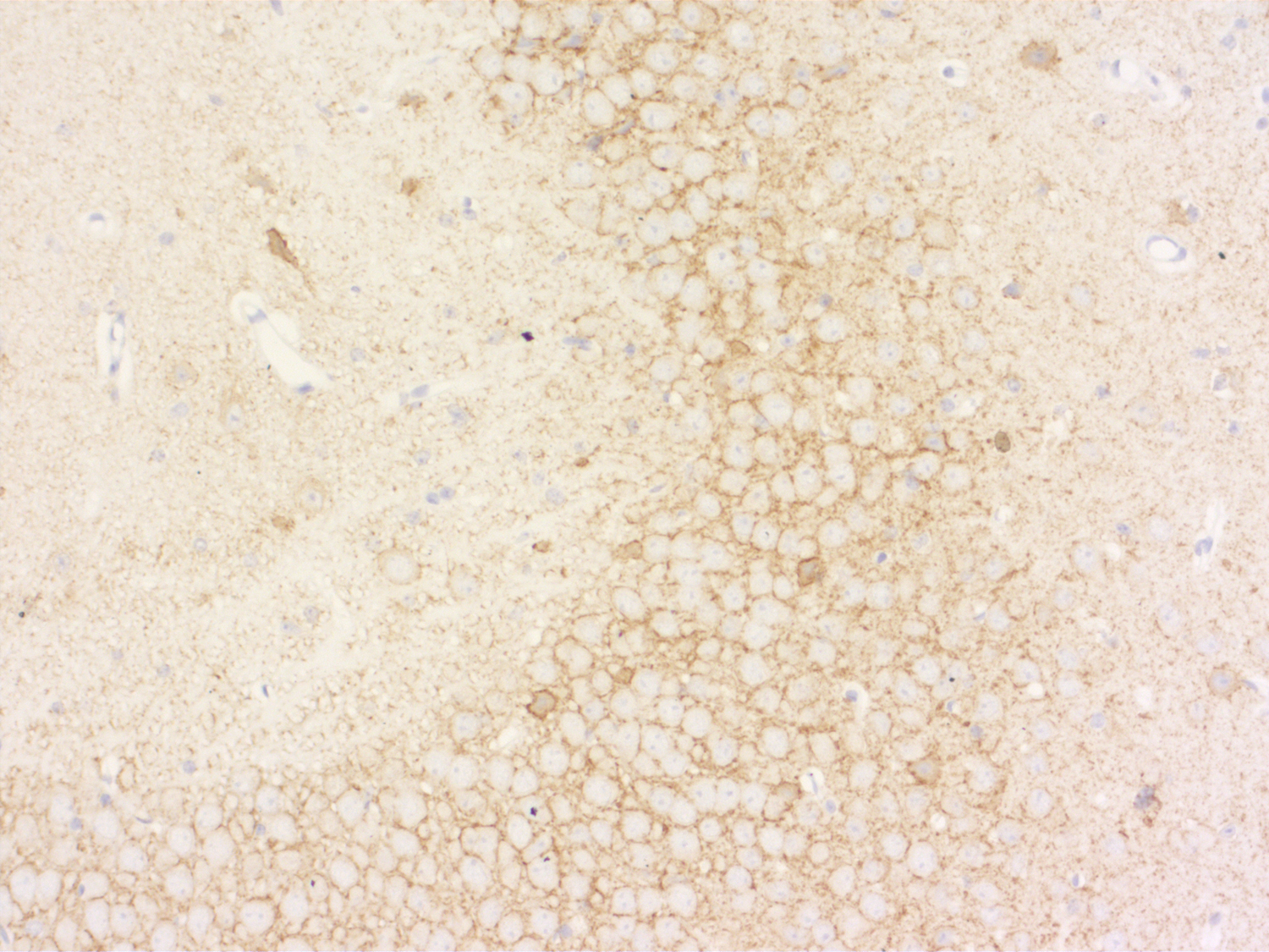 VGAT Recombinant Guinea pig - image 5