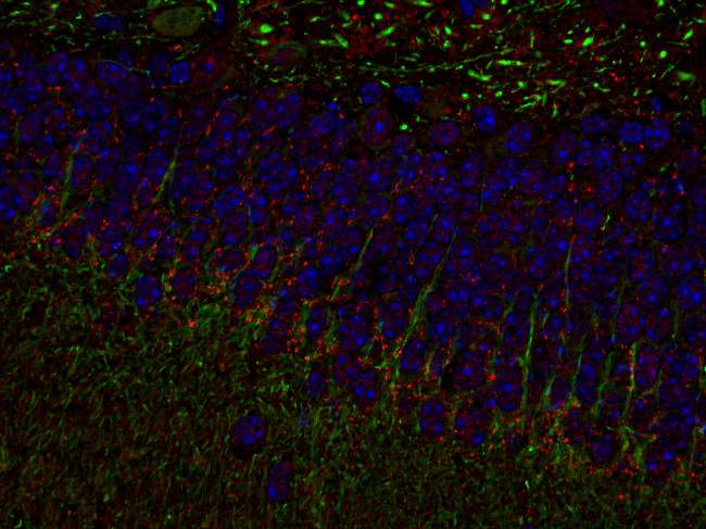 VGLUT2 Polyclonal chicken purified antibody - image 4