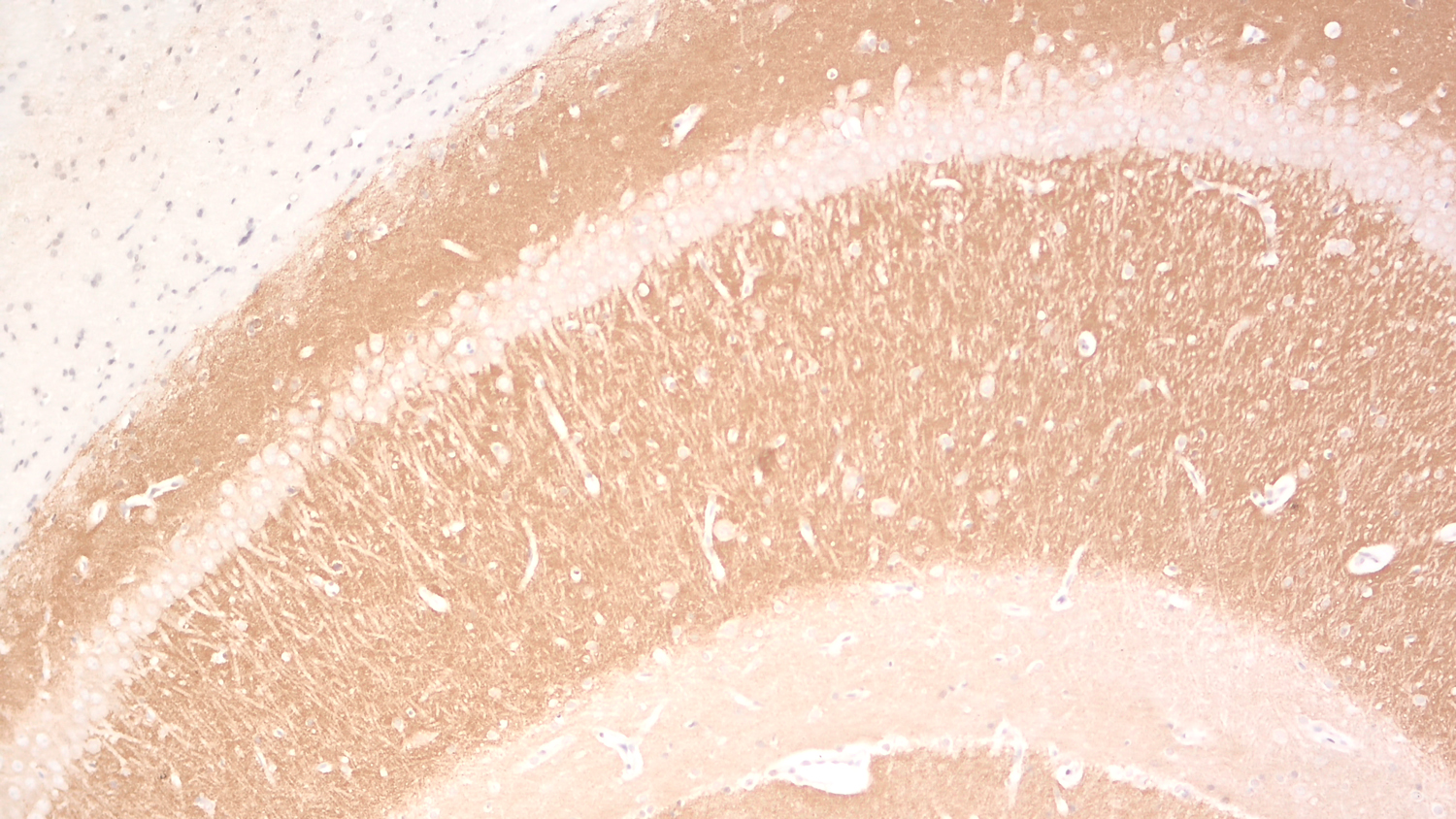 Bassoon Recombinant Guinea pig - image 5