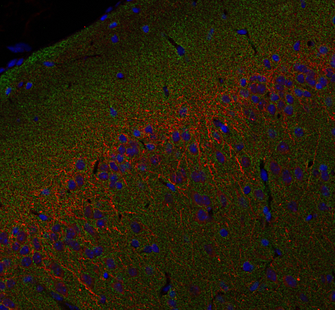 Snapin Polyclonal rabbit antiserum - image 3