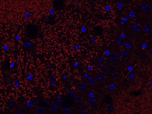 Shank1/2/3 Monoclonal mouse purified IgG - image 3