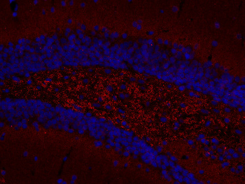 Shank3 Polyclonal Guinea pig antiserum - image 5