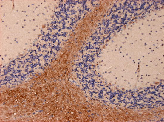 Synaptopodin Polyclonal rabbit antiserum - image 5