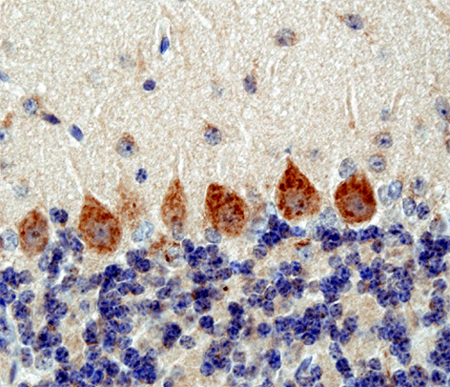 Vti1b, Polyclonal rabbit antiserum