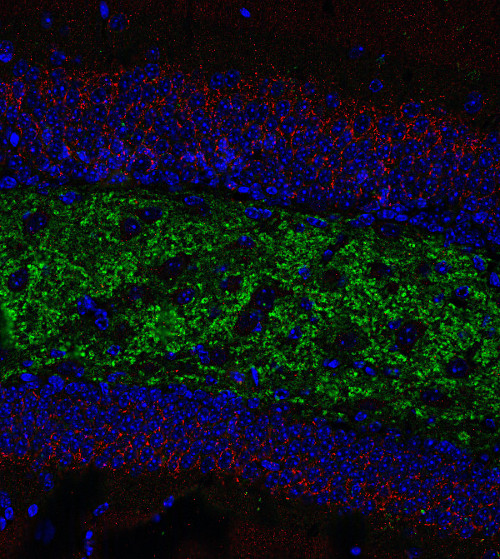 ZnT3, Polyclonal Guinea pig antiserum